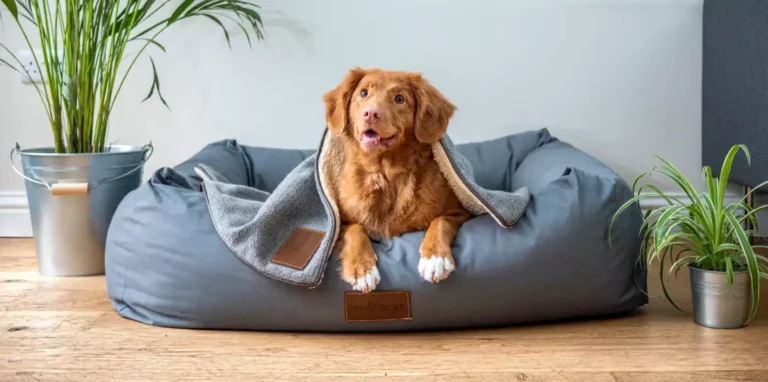 Hundekurv | find din næste hundekurv