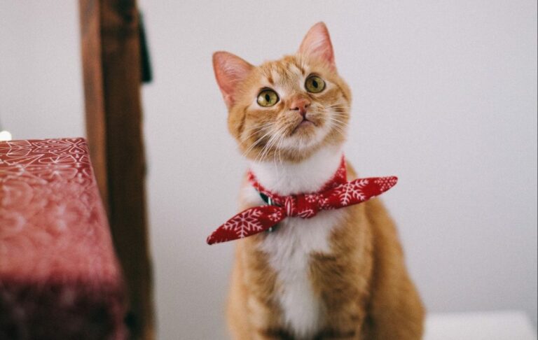 Tøj til katte – Det skal du vide, inden du giver din kat tøj på