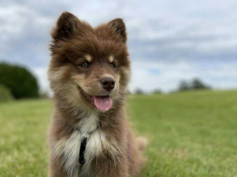 Ugens Kæledyr – Lumi (Uge 39)