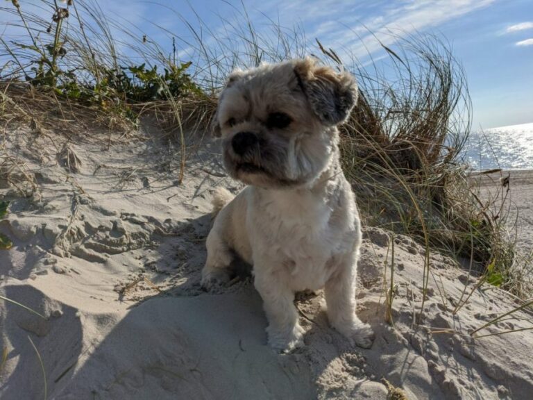 Ugens Kæledyr – Gizmo (Uge 37)