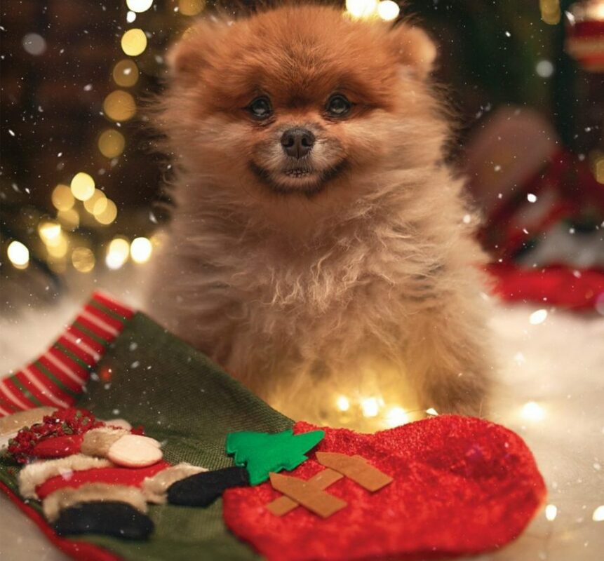 julegave til hund