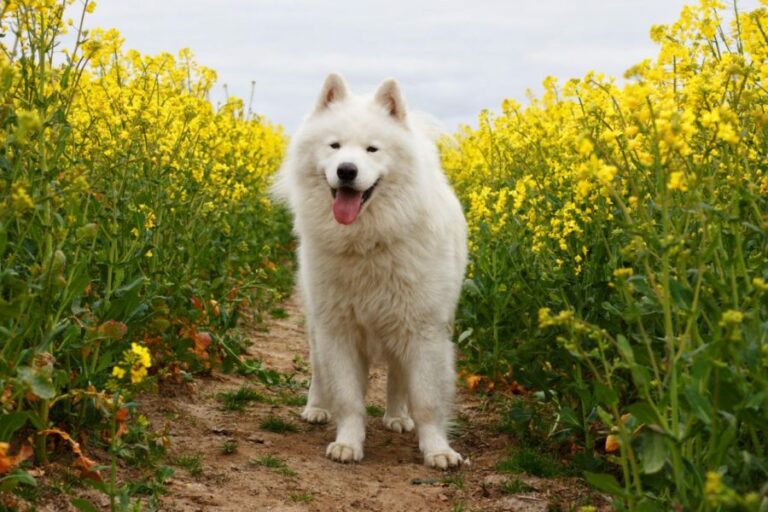 Ugens Kæledyr – Luka (Uge 38)