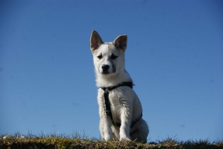 Ugens Kæledyr – Nicu (Uge 41)