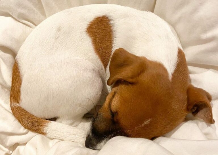 Min første hund – her er hvad du skal vide!