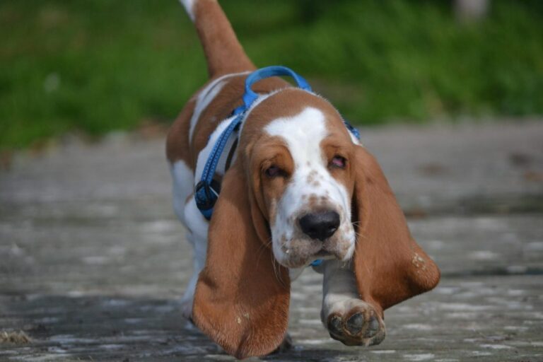 Ugens Kæledyr – Albin (Uge 42)