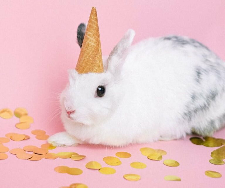 Legetøj til din kanin | Derfor skal din kanin have legetøj