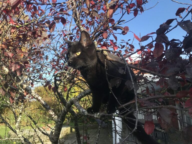 Ugens Kæledyr – Pumba (Uge 46)