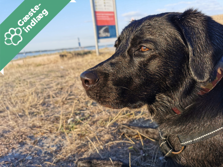 Hvad er en servicehund egentlig? Sebastian fortæller!