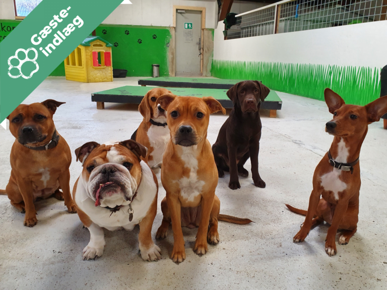 Hvem er Hundehaven Potefryd?