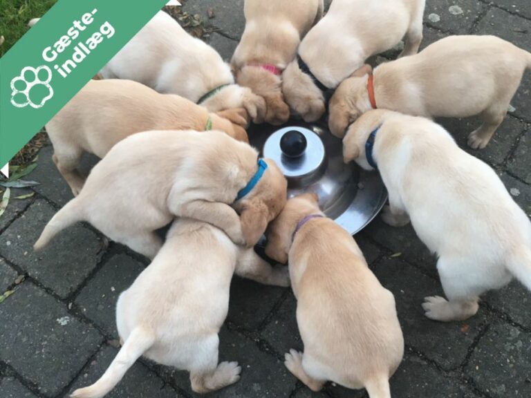 Gode råd fra Kennel Feel Happy!