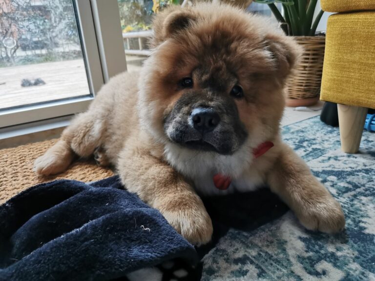 Ugens Kæledyr – Carlo (Uge 50)