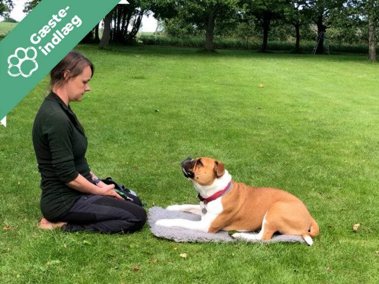 Hvad er klikkertræning?