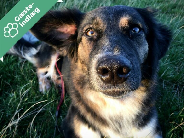 Bosniske gadehunde – hør Nessies historie!