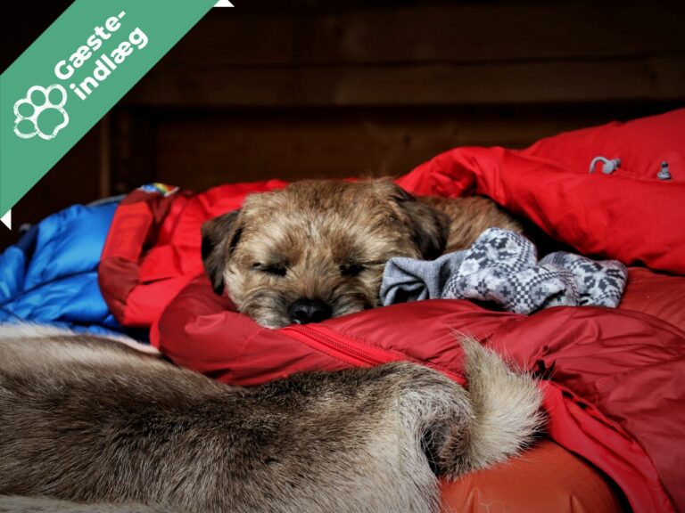 Sheltertur med hund?  Mette hjælper dig på vej!