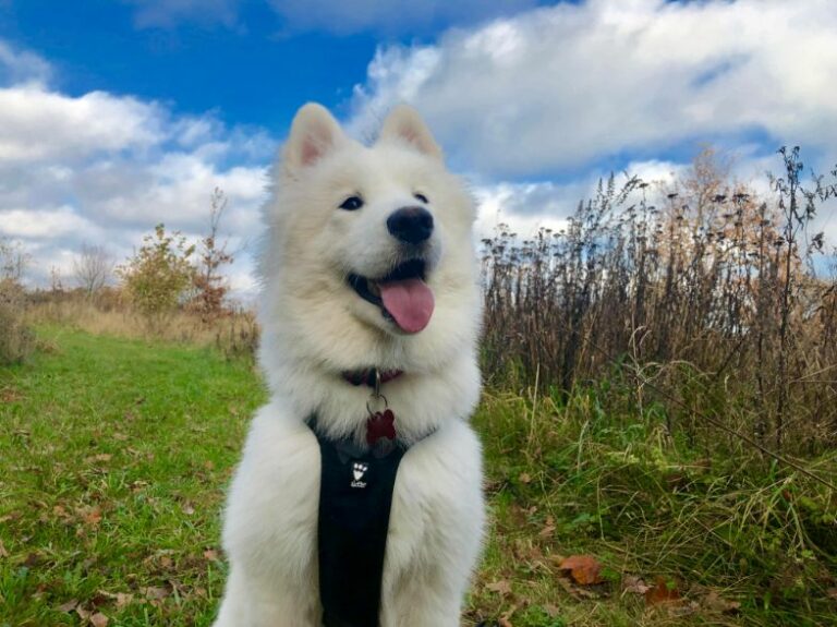 Ugens Kæledyr – Luna (Uge 52)