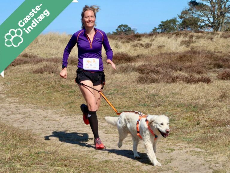 Gør løb med hund sjovt – Frida og Line giver tips til en god start!