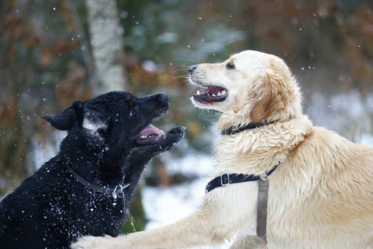 Ugens Kæledyr – Bobby Jo (Uge 4)