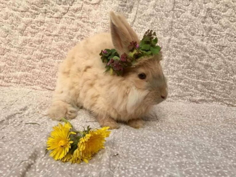 Ugens Kæledyr – Thy Angoras Preben (Uge 3)