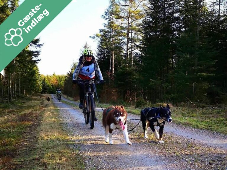Trækhundesport – en anderledes måde at være sammen på!
