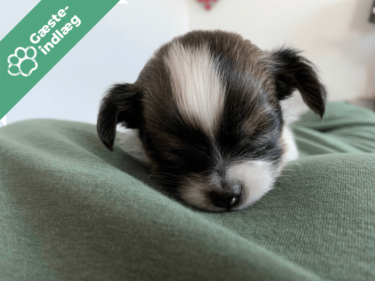 Et godt hundeliv som blind hund!