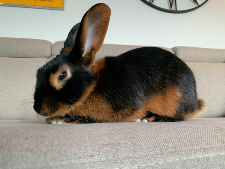 Ugens Kæledyr – Sigrid (Uge 53)