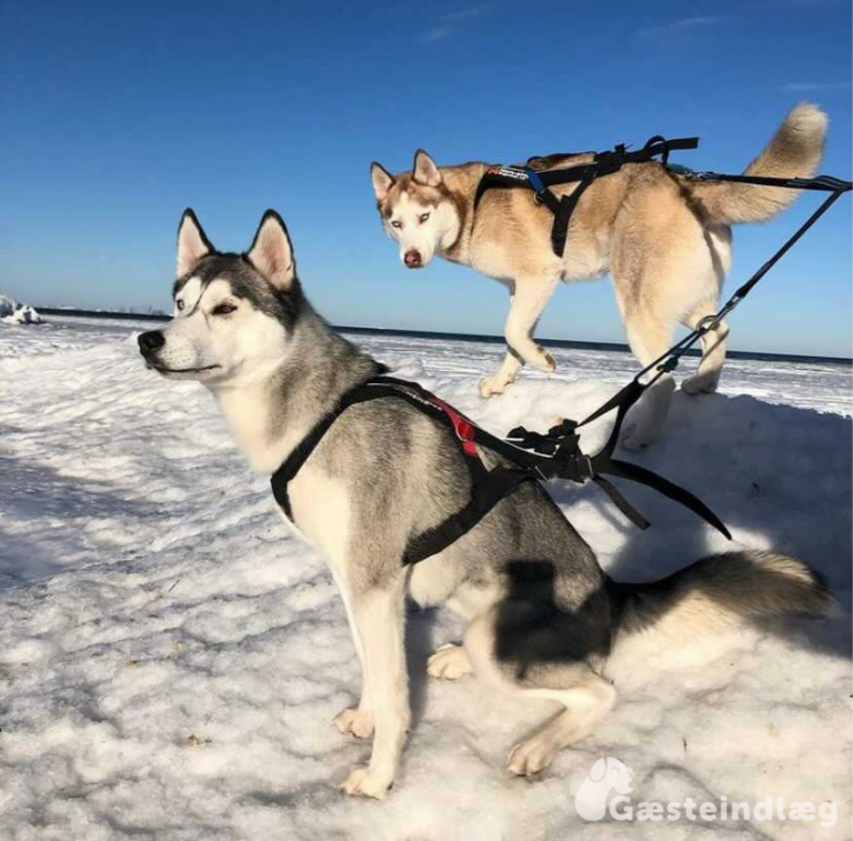 Hiking med hund – Du bør overveje det!