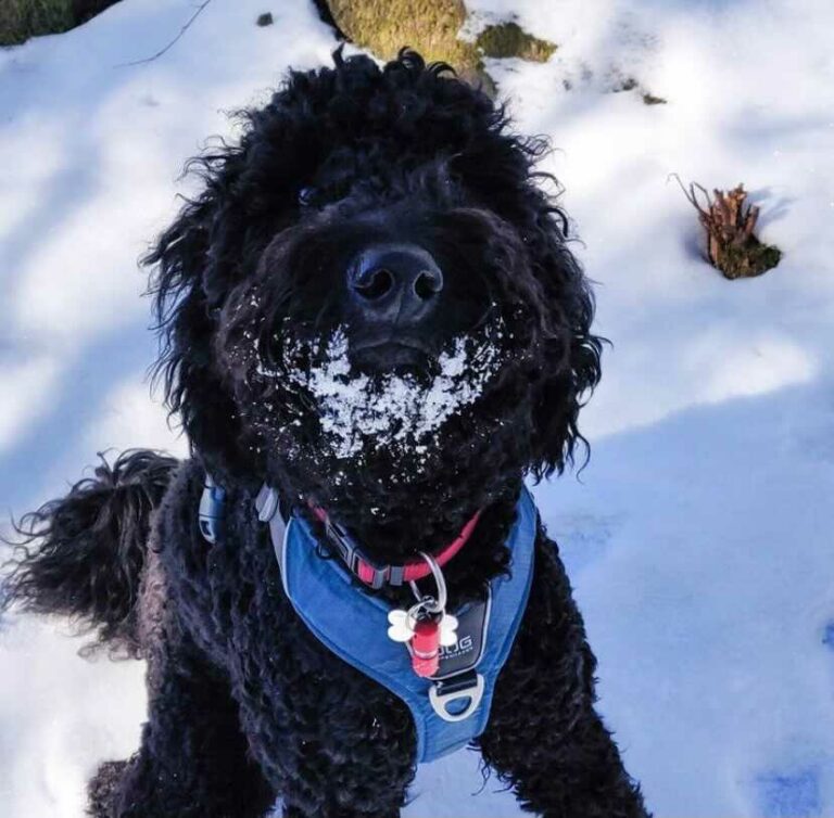 Ugens Kæledyr – Holly (Uge 8)