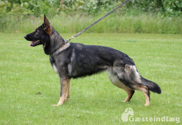 Lær mere om schæferhundeklubben!