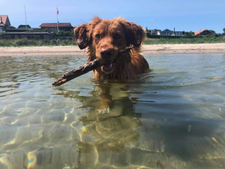 Ugens Kæledyr (Uge 5) – Molly!