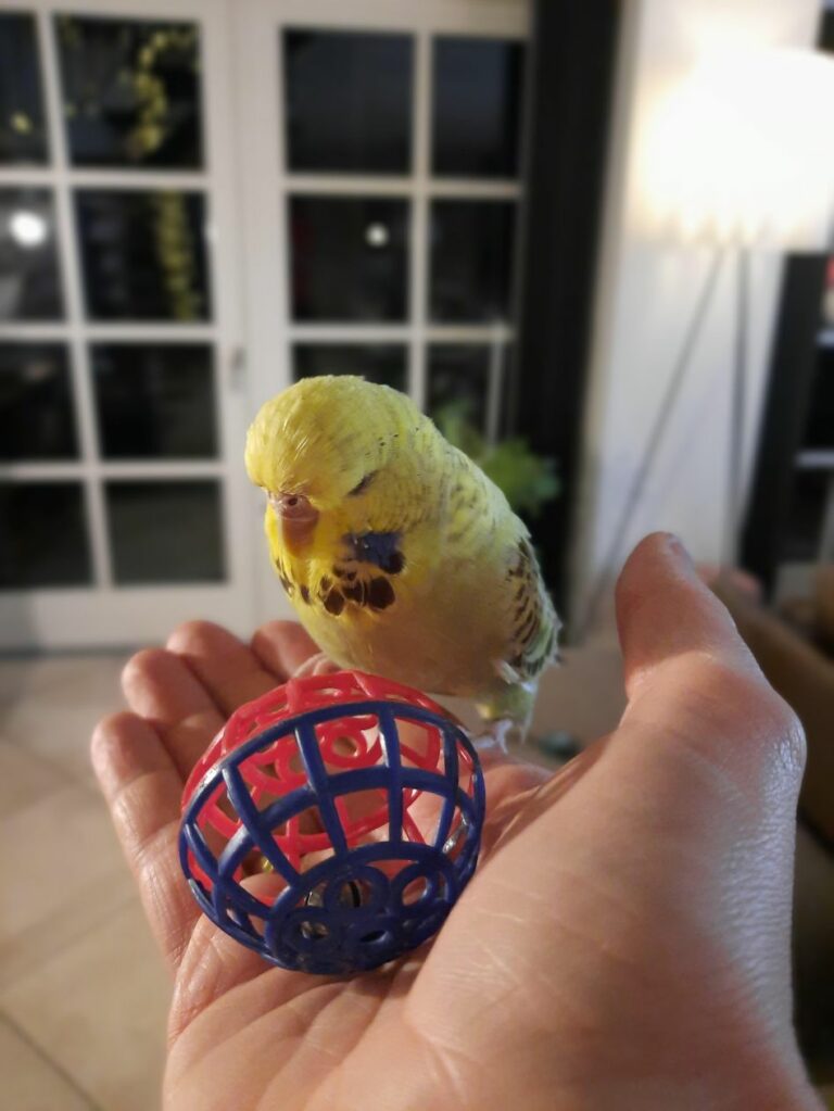 Ugens Kæledyr – Lulu (uge 10)