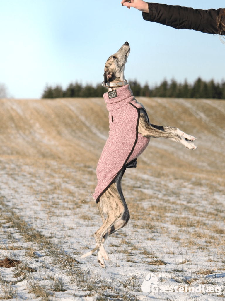 Lure coursing? Tanja fortæller om det!