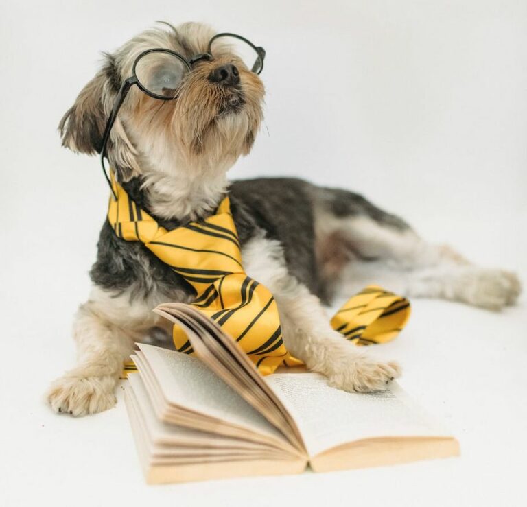 Hundebøger – de 10 bedste bøger om hunde!