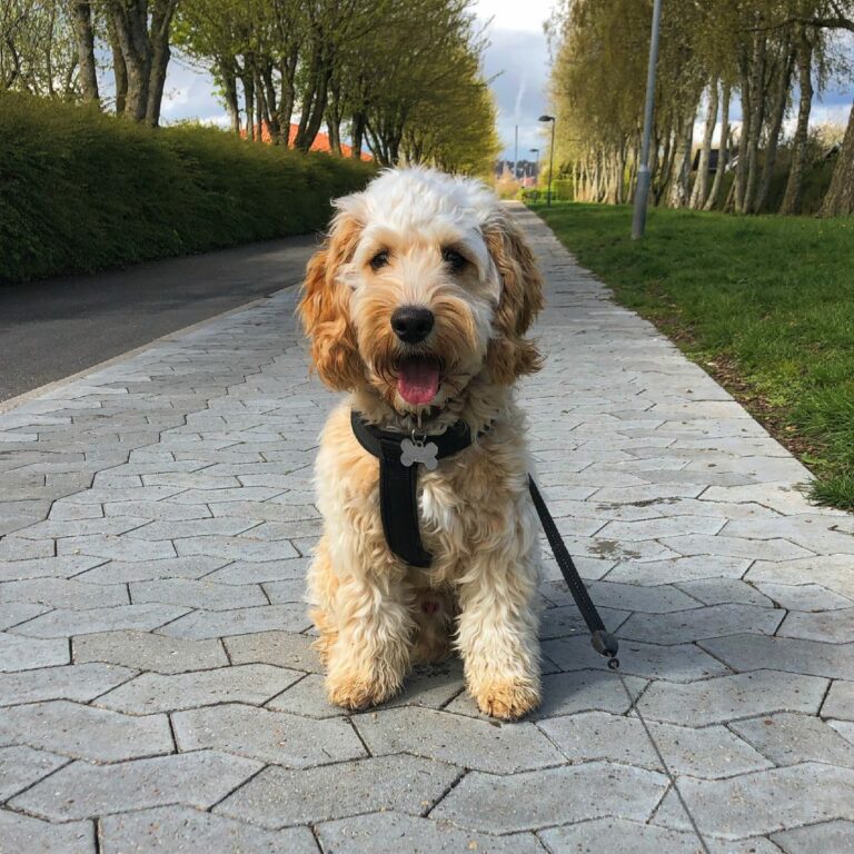 Ugens Kæledyr – Louie (Uge 21)