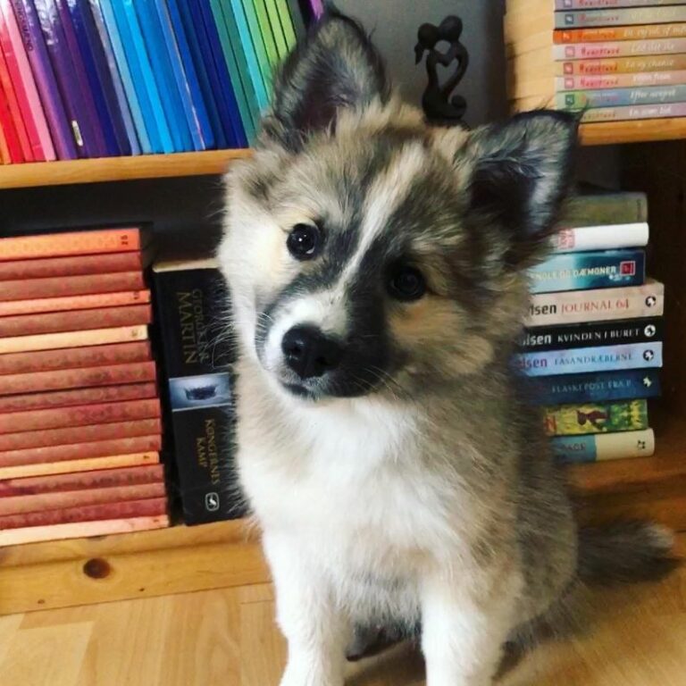 Ugens Kæledyr – Kana (Uge 18)