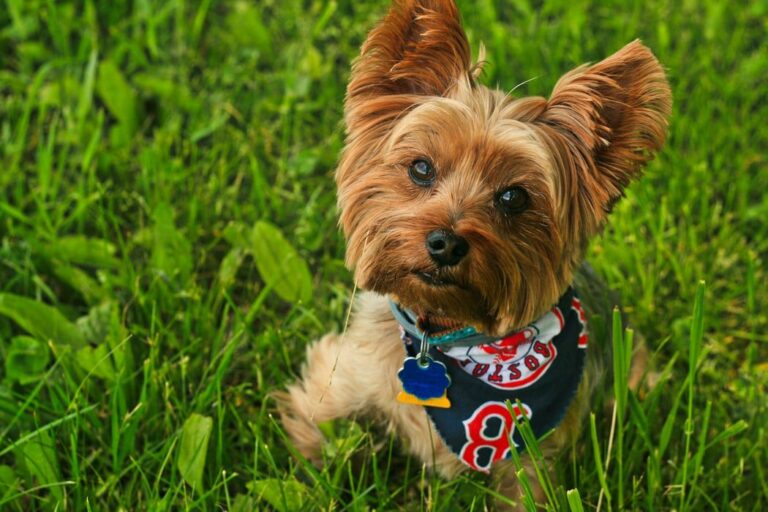 Bandana til hund – gør din hund ekstra cute!