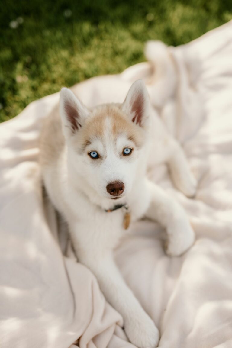 Ugens Kæledyr – Holly (Uge 25)