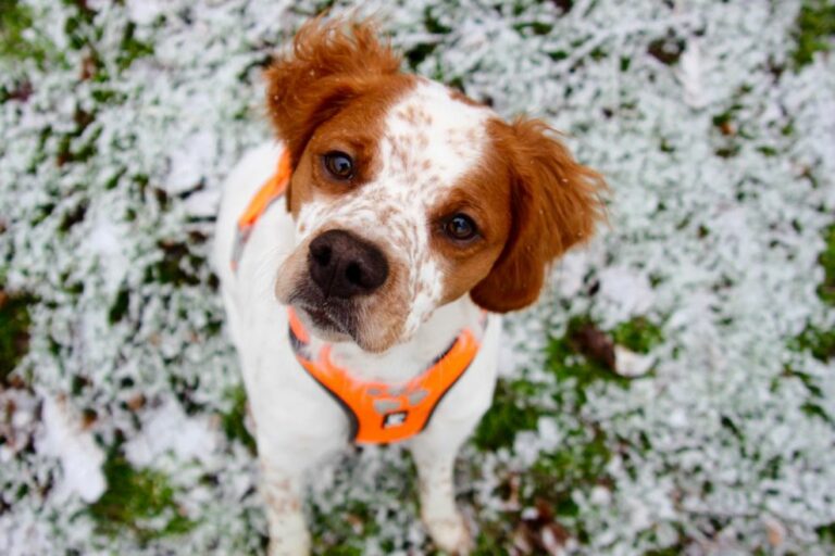 Ugens Kæledyr – Aston (Uge 26)