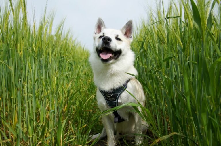 Islandsk fårehund – Lær racen at kende!