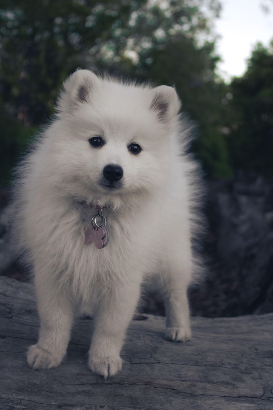 Mig Nøjagtighed undskylde Japansk Spidshund - Læs om racen fra hundeejere lige her →