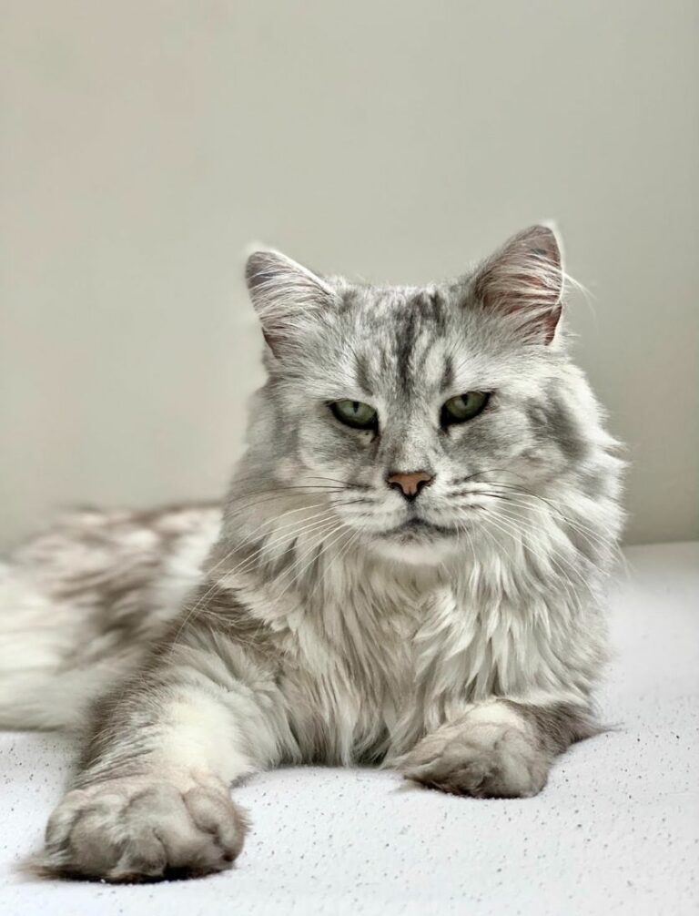 Ugens Kæledyr – Silke (Uge 29)