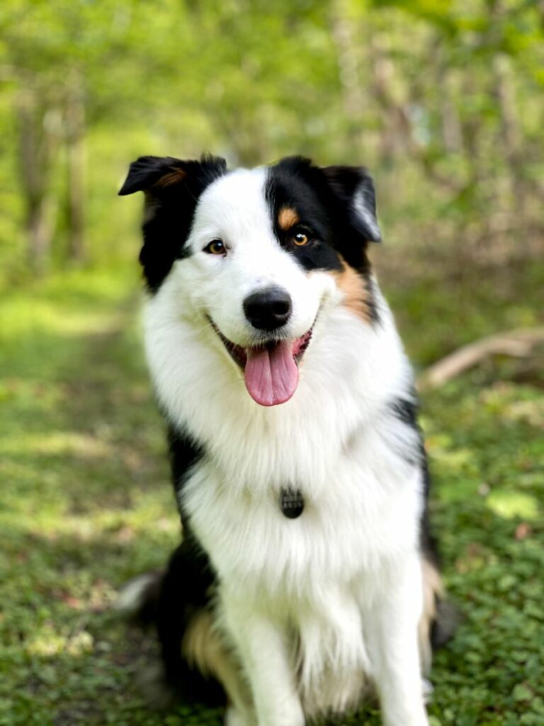 Ugens Kæledyr – Cooper (Uge 32)