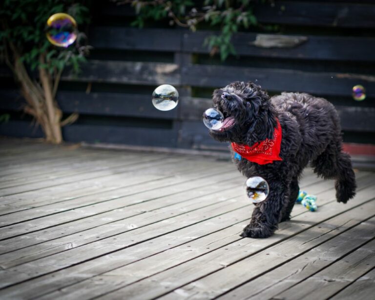 Ugens Kæledyr – Accio (Uge 39)