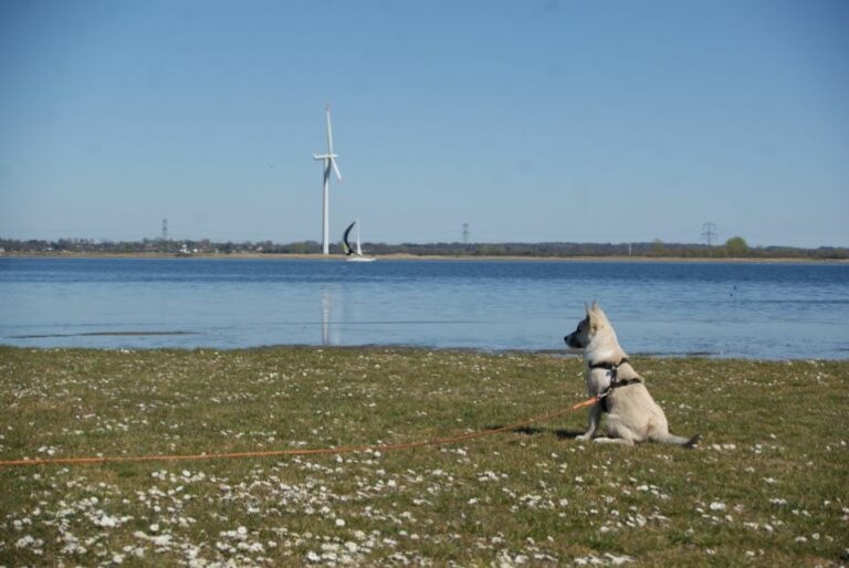Gå tur med din hund i Aalborg – 5 skønne steder!