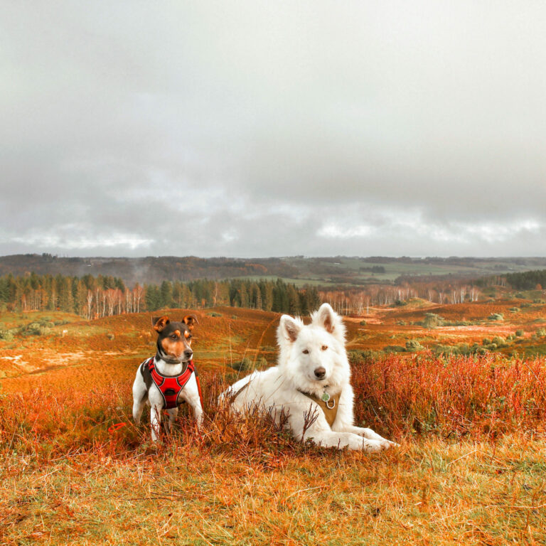 Gå tur med hund i Viborg!