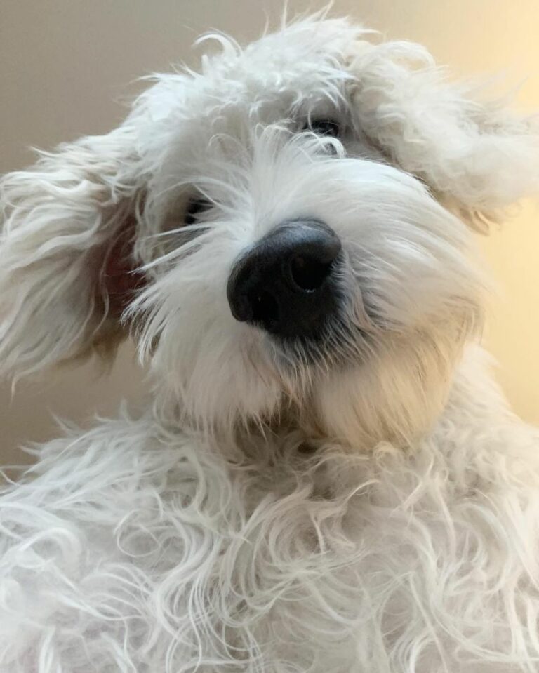 Labradoodle  – Lær racen at kende!