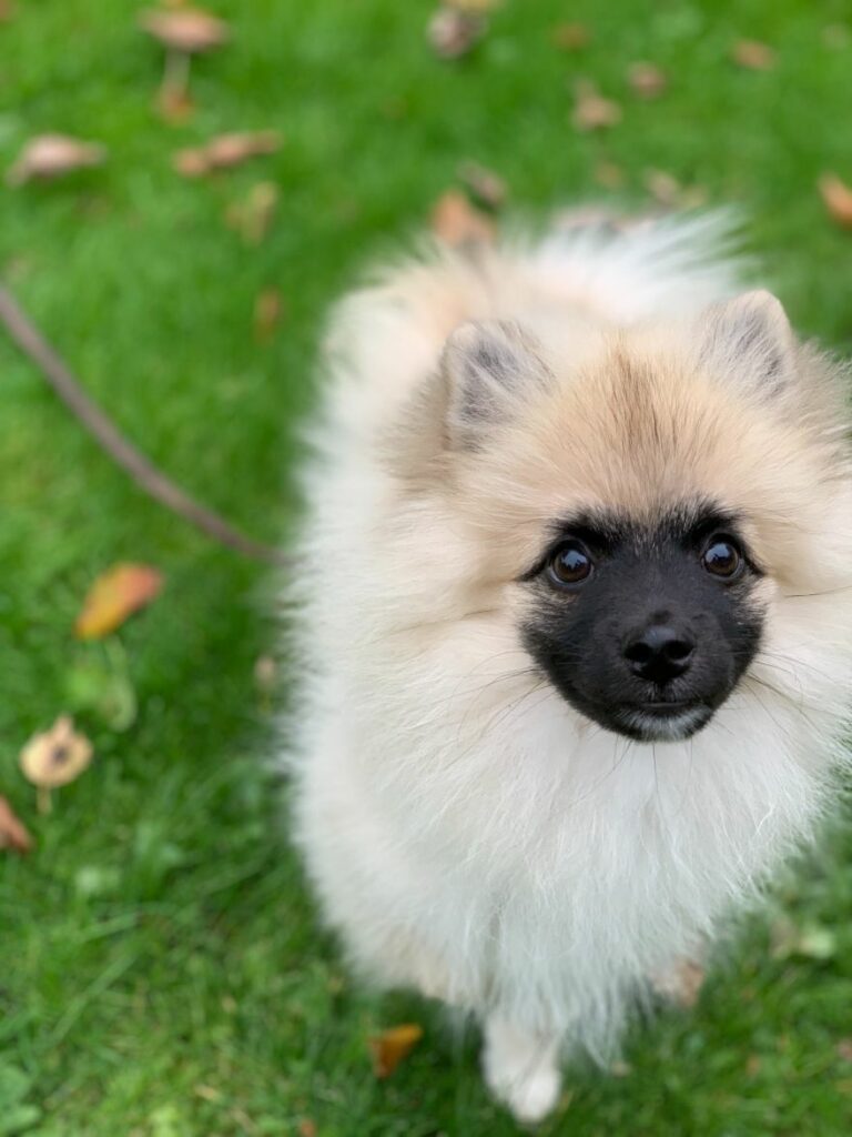 Mittelspitz – Lær racen at kende!