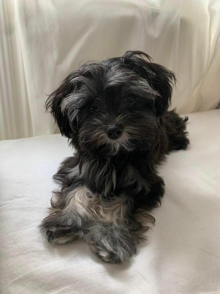 Maltipoo  – Læs mere om den her!