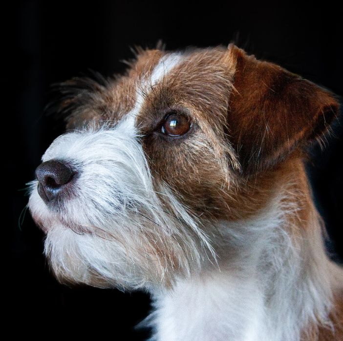 Junction Rådgiver Krønike Jack Russel Terrier - Læs om racen fra hundeejere lige her →