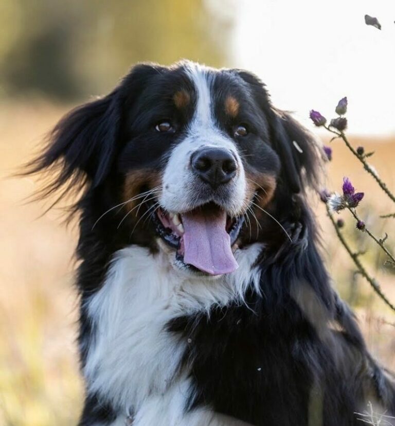 Berner Sennen – Lær racen at kende!