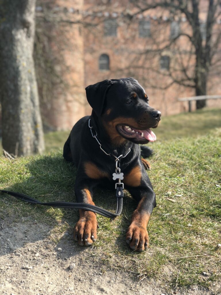 Rottweiler – Lær racen at kende!